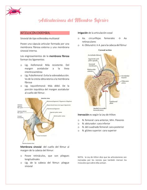 SOLUTION Articulaciones Del Miembro Inferior Studypool