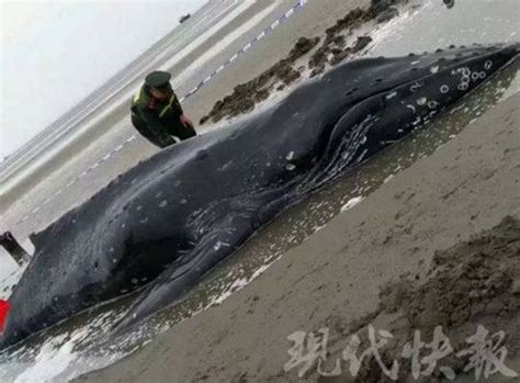 惋惜！救了3天，这头搁浅的座头鲸还是死了启东座头鲸鲸鱼新浪新闻