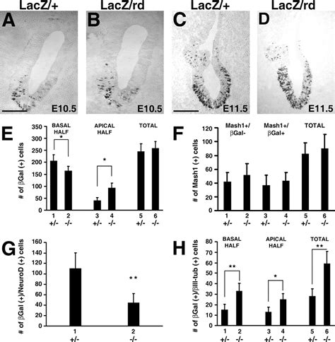 Role For Runx1 In The Proliferation And Neuronal Differentiation Of