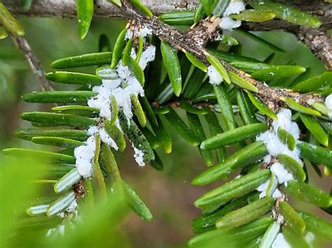 Hemlock Wooly Adelgid Adelges Tsugae Bugguidenet