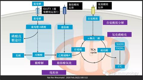 T细胞代谢与功能的关系