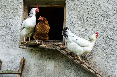 The Colorful World Of The Dixie Rainbow Chicken Breed