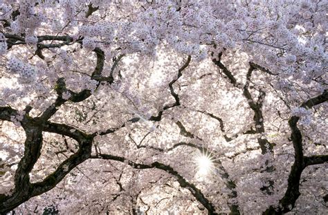 Cherry Blossom Peak Bloom When Will The Flowers Be Picture Perfect In