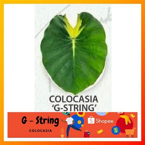 Colocasia Bikini Tini G String Shopee Malaysia
