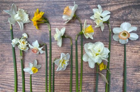 Bulbs – The Frustrated Gardener