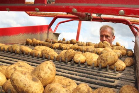 Bei Frühkartoffeln ist alles im grünen Bereich Niedersächsische