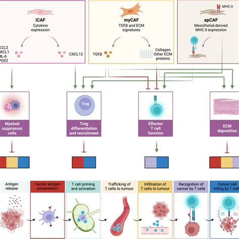 Caf Subtypes Their Impact On The Immune Milieu And On The