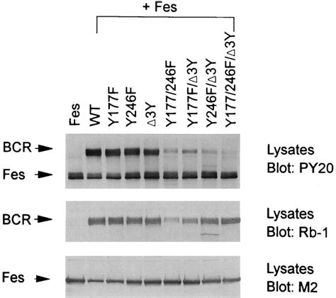 Co Expression With Bcr Induces Activation Of The Fes Tyrosine Kinase