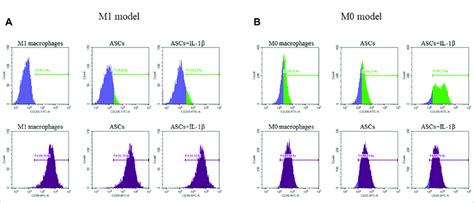 Expression Of Anti Inflammatory Cd206 Green And Pro Inflammatory