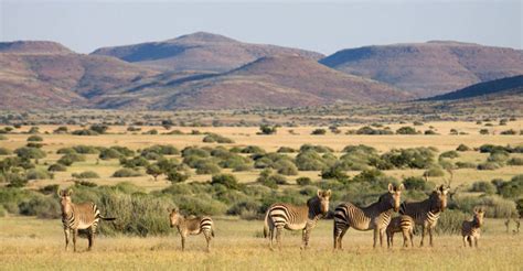 Namibia Safari African Safaris Natural Habitat Adventures Artofit