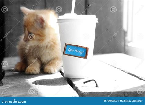 Good Morning Inscription Coffee And Kitten Stock Image Image Of