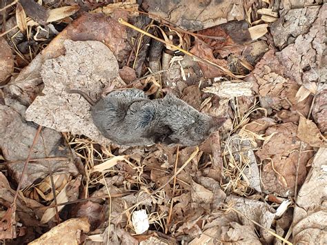 Blarina Brevicauda Northern Short Tailed Shrew 39076d5 T Flickr