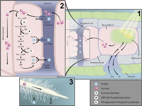 Model For The Function Of A PM Localized H PPase In Suc