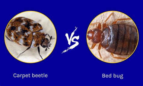 Carpet Beetle Larvae Vs Bed Bugs – Two Birds Home