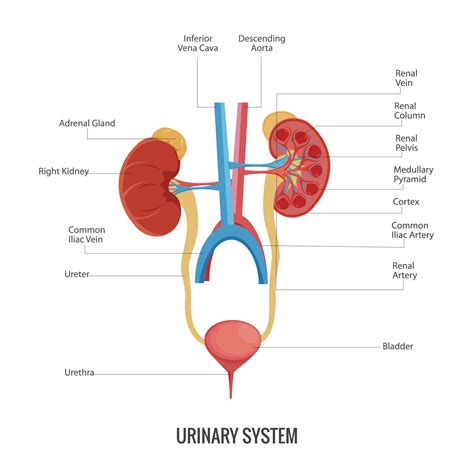 Anatomy Of The Human Urinary System 23452953 Vector Art At Vecteezy