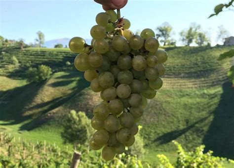Просекко — що це, види, ціна, гастрономічні поєднання