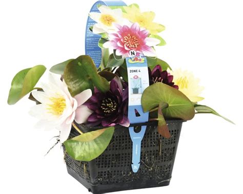 creati  mini iaz hornbach