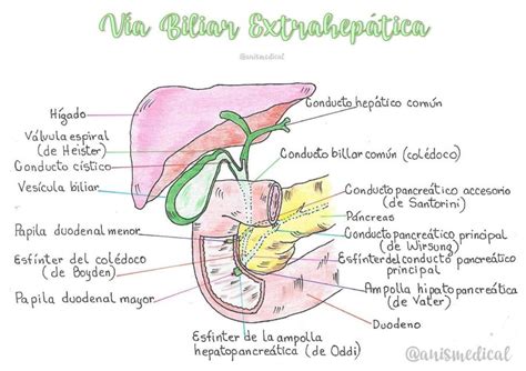 Vía biliar extrahepática anismedical uDocz