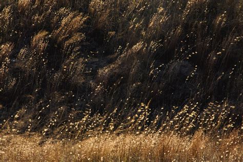 A Sandhills Cattle Drive Platte Basin Timelapse