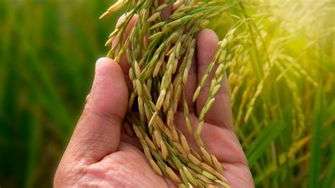 Como é A Plantação De Arroz