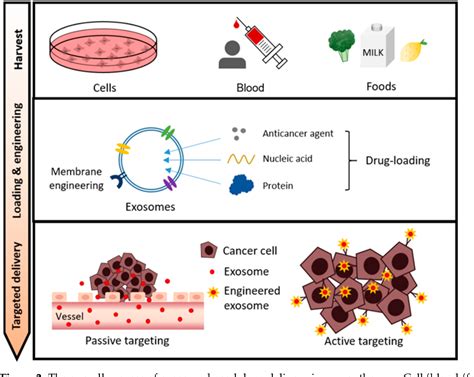 Pdf Recent Advances In Exosome Based Drug Delivery For Cancer Therapy