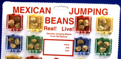 Mexican Jumping Beans What Are They American Memory Lane