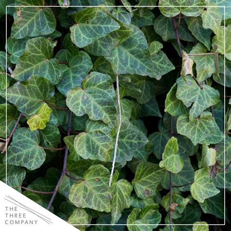 Live Evergreen Perennial English Ivy 2 Plants Per Pack Beautiful