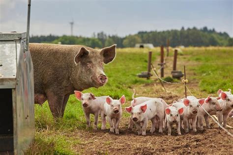 Formation Sur La Biosécurité Dans Les élevages Porcins Horizons