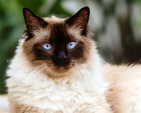 Persian Himalayan Cat Paw