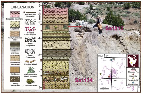 Paleo News: New Discoveries of Morrison Formation Plant Fossils Expand Our Knowledge of Jurassic ...