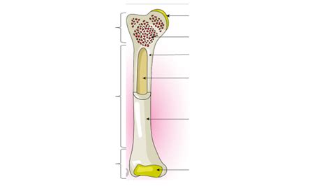 Diagramme Vierge Des Os Du Pied