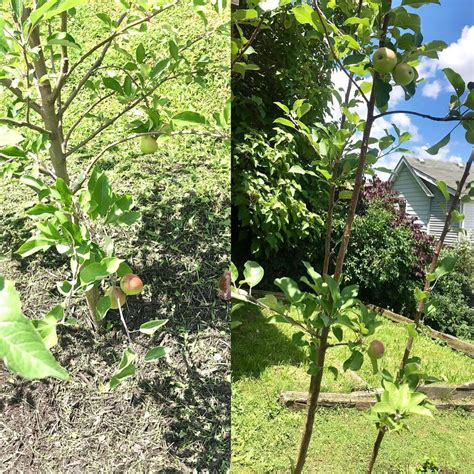 In Early Spring I Planted 2 Semi Dwarf Apple Trees In My Backyard The