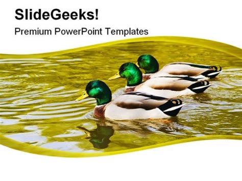 Mallard Duck Family PowerPoint Templates And PowerPoint Backgrounds 0211