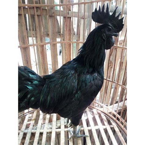 Jual Ayam Cemani Asli Shopee Indonesia