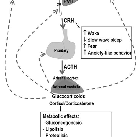 Schematic Representation Of The Hypothalamic Pituitary Adrenal Hpa Download Scientific