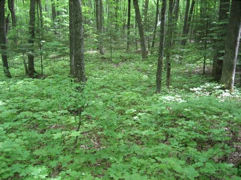 Forest Shrubs Forest Plants Forest