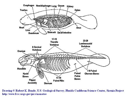 Biology - West Indian Manatee