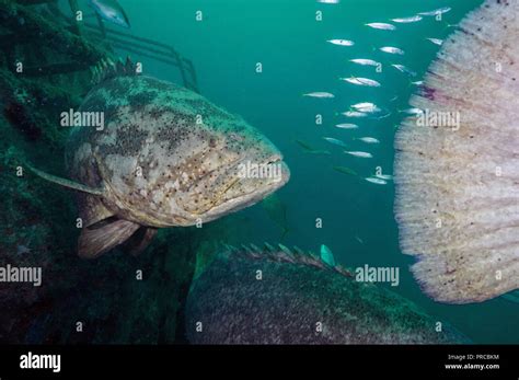 Goliath Grouper Underwater Wreck Hi Res Stock Photography And Images