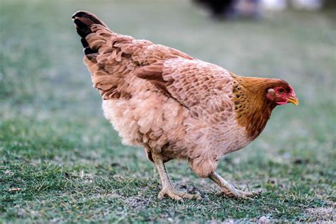 Kenapa Ayam Betina Bisa Bertelur Tanpa Dibuahi?