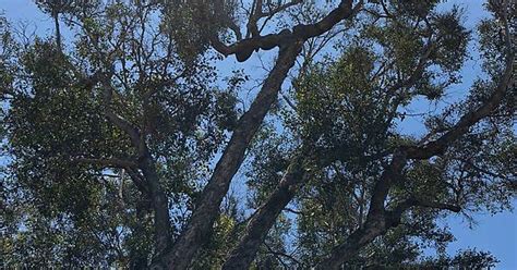 Need To Id My Neighborhood Trees Pupper Allergy Purposes Southern California Plant Hardiness