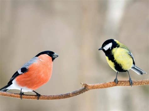 Do Wind Chimes Keep Birds Away? (And Other Animals?)