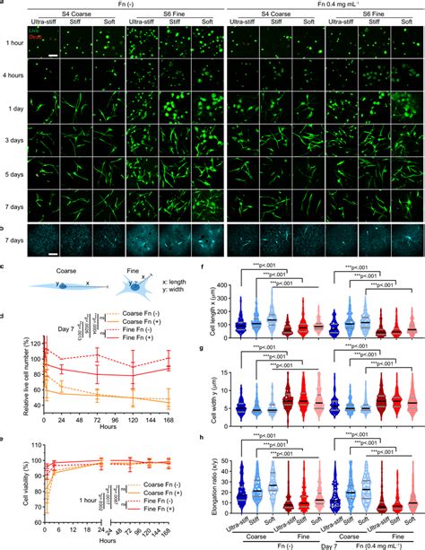 Influence Of Fibrin Architecture Stiffness And Ligand Density On