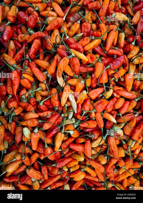 Chillies At Night Hi Res Stock Photography And Images Alamy