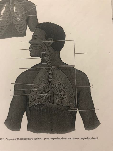 Ch 22 Resp Sys Diagram Quizlet