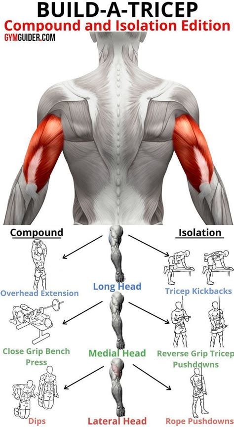 Triceps workout 3 superset workout routine for killer triceps gymguider ...