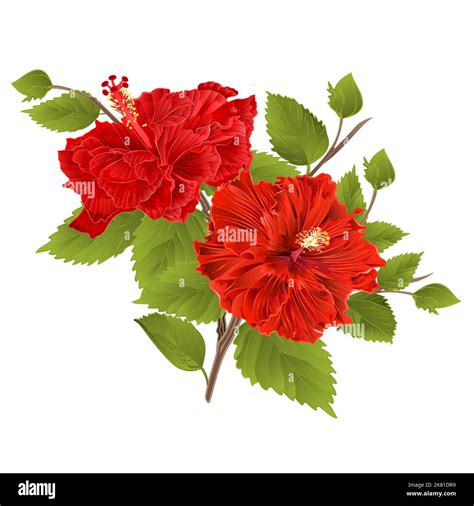 Most Beautiful Hibiscus Flower Image Stock Vector Images Alamy