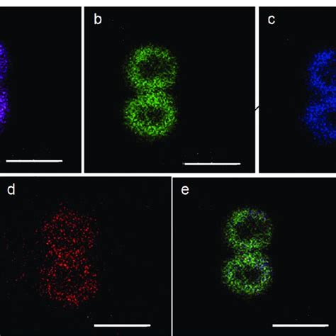 Laser Confocal Scanning Micrographs Of Far Red Light Grown