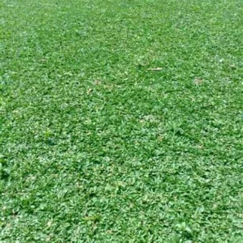 Jual Rumput Gajah Mini X Cm Rumput Gajah Mini Segar Siap Tanam