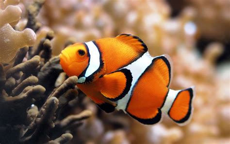 Clownfish Wallpapers - Wallpaper Cave