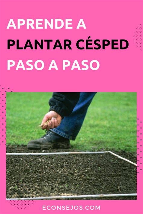 Aprende A Plantar C Sped Paso A Paso Como Plantar Cesped Como